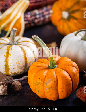 Libre d'une mini potiron avec une variété de citrouilles, gourd et de maïs en arrière-plan Banque D'Images