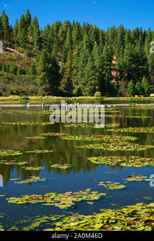 Ewauna Lake Recreation Area, Keno, Klamath Comté (Oregon) Banque D'Images