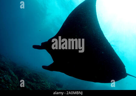 Reef Manta Ray, Manta alfredi, vulnérable, avec le soleil en arrière-plan, site de plongée de Manta Alley, île de Padar, parc national de Komodo, îles de Lesser Sunda Banque D'Images