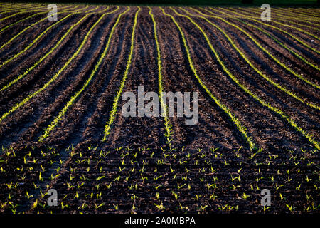 Les cultures de printemps commencent à pousser à travers la riche terre noire des terres agricoles de l'Illinois Central près de Peoria. Banque D'Images