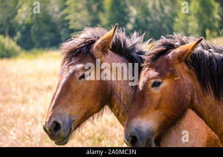 Deux chevaux de trait belge permanent avec amour de tête à tête dans un pâturage sur une chaude journée de printemps. Banque D'Images