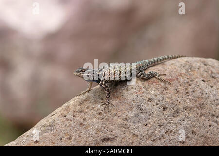 L'achillée (Sceloporus jarrovii lézard épineux) Banque D'Images