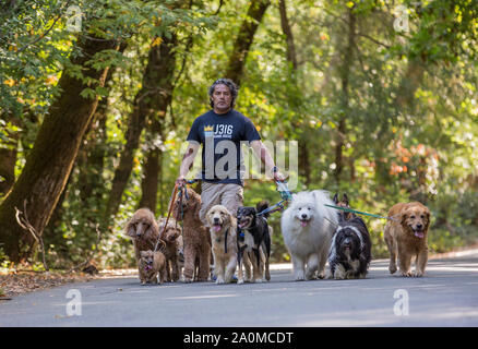 Professional Dog walker et formateur Juan Carlos Zuniga en tenant les chiens pour une promenade dans un parc. Banque D'Images