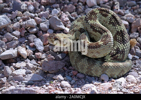 Arizona Black-tailed Crotale de l'Ouest (Crotalus molossus) Banque D'Images