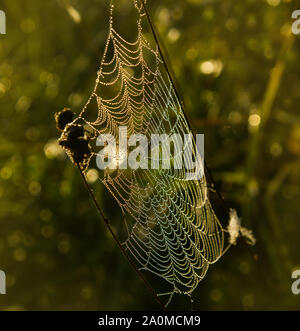 La lumière de matin brumeux peint un enchevêtrement de web de tiges d'herbe rosée sec dans des couleurs différentes. Les gouttes de rosée scintillent sur le web Banque D'Images