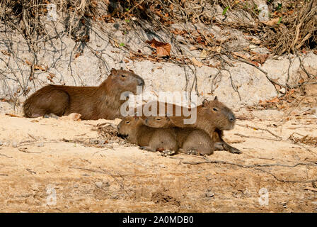 Capybara famille dans le Pantanal au Brésil du Sud Banque D'Images