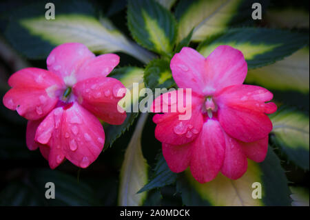 Deux fleurs impatiens rose avec des gouttes d'eau sur les pétales. Sous-espèce de la famille Balsaminaceae. Ces fleurs peuvent se produire dans de nombreuses couleurs différentes. Banque D'Images