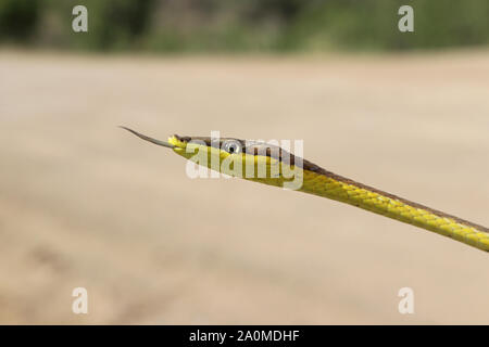 Daudin's Vine Snake (Oxybelis aeneus) Vinesnake brun mexicain Banque D'Images