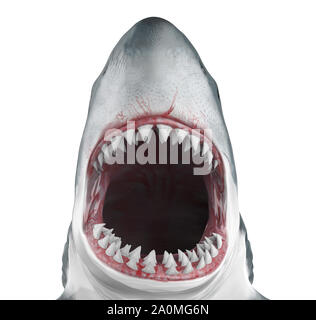Grand requin blanc isolé bouche ouverte Banque D'Images