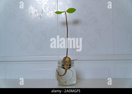 Trois shoots de germination d'un noyau d'avocat ayant ses racines dans un petit pot contenant de l'eau Banque D'Images