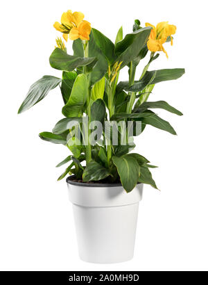 Les légumes-feuilles de Canna indica plante aux fleurs jaunes, communément connu sous le nom de l'arrowroot africains, en pot dans un cache-pot blanc isolated on white Banque D'Images