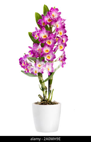 Dendrobium en pot plant isolé sur blanc, une orchidée épiphyte avec des gerbes de fleurs rose vif, coloré et populaire houseplant Banque D'Images