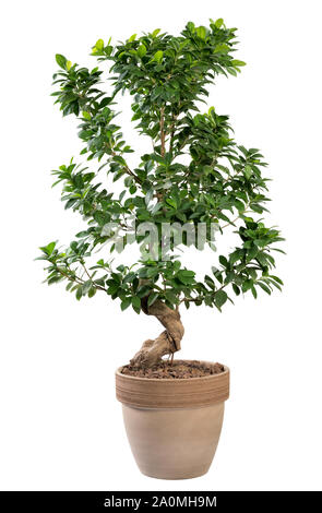 Ficus ginseng plante en pot avec ses épais tronc tordu et noueux feuilles vert frais dans un pot en terre cuite isolated on white Banque D'Images