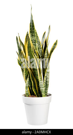 En pot PLANTES ORNEMENTALES Sanseviera laurentii autrement connu sous le nom de Snake Plant, St Georges épée ou Mère dans la langue des lois isolated on white Banque D'Images