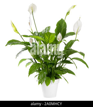 Spathiphyllum en pot plante avec des fleurs blanches délicates avec des spathes également connu sous le nom de lily la paix plus isolé sur fond blanc Banque D'Images
