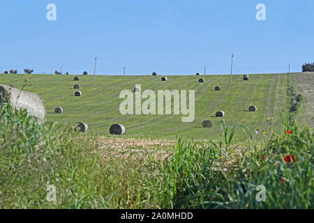 Balles de Lucerne a également appelé la luzerne ou erba medica Amérique Medicago sativa sur une colline au printemps près de Recanati et de Loreto en Italie Banque D'Images