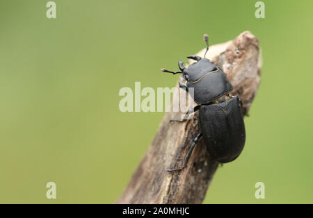 Un joli petit coléoptère Dorcus parallelipipedus, Stag, marcher sur un arbre mort dans une forêt. Banque D'Images