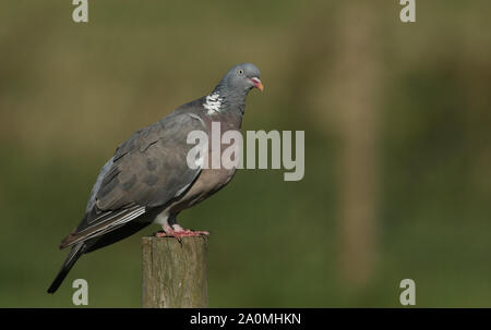 Un joli Woodpidgeon, Columba palumbus, percher sur un poste en bois au bord d'un champ de l'UK. Banque D'Images