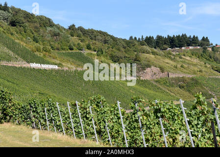 Der Weinberg Kroever Nacktarsch ist eine Wein Grosslage an der Mosel. Le vignoble le Kroever Nacktarsch est un grand vignoble sur la Moselle. Banque D'Images