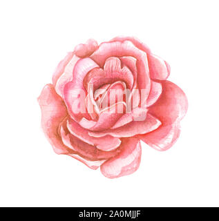 Illustration d'une aquarelle de couleur rose rouge fleur gros plan sur un arrière-plan blanc isolé. Banque D'Images