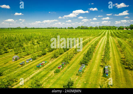 Parmi les ruches verger avec des arbres fruitiers, vue aérienne Banque D'Images