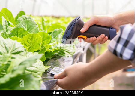 Gros plan du contrôle de l'agriculteur moderne des légumes biologiques identification avec lecteur de codes à barres dans la culture hydroponique système de balayage futuriste à la ferme. Une technologie Banque D'Images