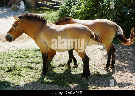 Deux chevaux adultes, race Przewalski -, dans le Parc Naturel de Viva ZOO à Bussolengo, l'Italie. Banque D'Images