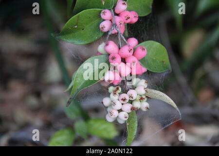 White & Pink fruits en développement du Lilli Pilli (Syzygium Cascade) Banque D'Images