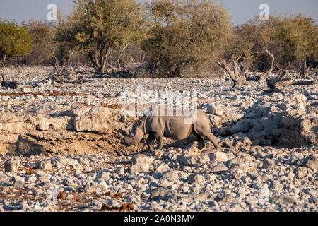 Noir, Hook-Lipped ou Rhino Rhinoceros à trou d'eau dans le parc national d'Etosha, Namibie. Afrique du Sud Banque D'Images