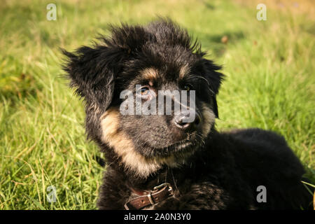 Chiot Berger Allemand Banque D'Images