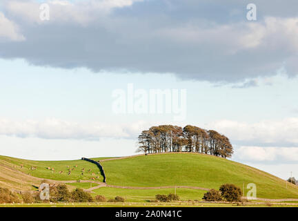 Arbres, bois, au sommet d'une petite colline dans la campagne Banque D'Images