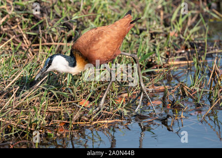 African Jacana Bird de patauger dans l'eau de rivière Chobe, Chobe National Park, Botswana, Africa Banque D'Images