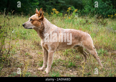 Mouchetée rouge chien bovins australiens Banque D'Images