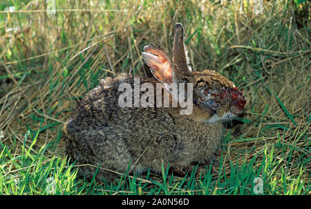 Lapin (Oryctolagus cuniculus) infectées par Myxomatose Banque D'Images