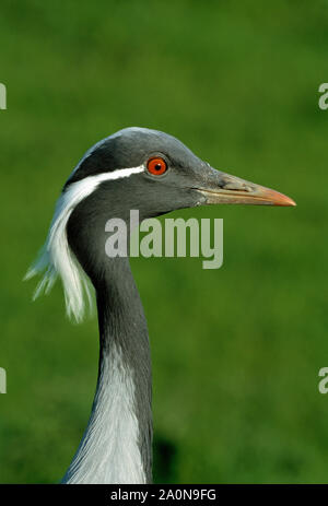 Grue DEMOISELLE Anthropoides virgo. Portrait. Banque D'Images