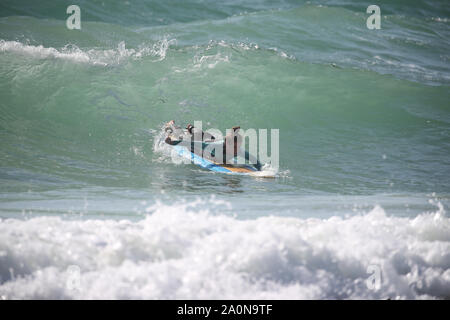 Un surfeur dans la mer sur la plage près de Boscombe Bournemouth, comme les températures devraient s'élever à 26C dans certaines régions du pays cette semaine. Banque D'Images