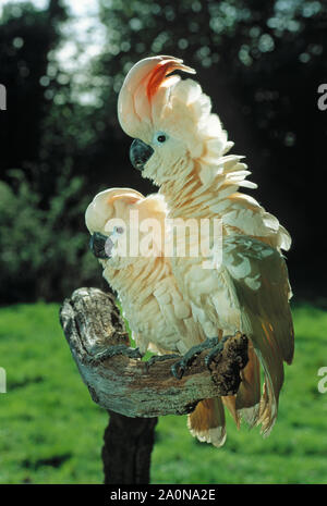 Cacatoès des Moluques ou Salmon-Crested Cacatua moluccensis en voie de disparition. Paire d'enfant élevé en captivité. Banque D'Images