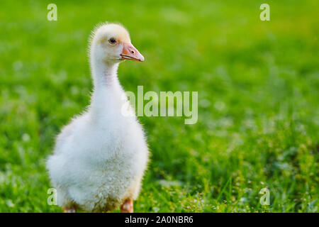 Gosling est sur l'herbe à la ferme Banque D'Images