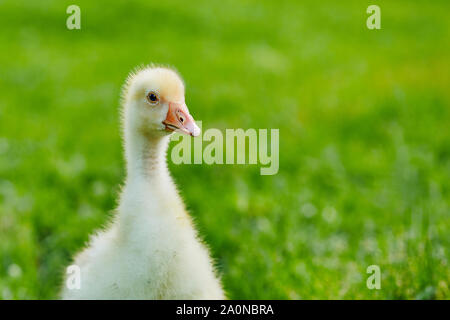 Gosling est sur l'herbe à la ferme Banque D'Images