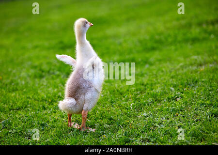 Gosling est sur l'herbe à la ferme Banque D'Images