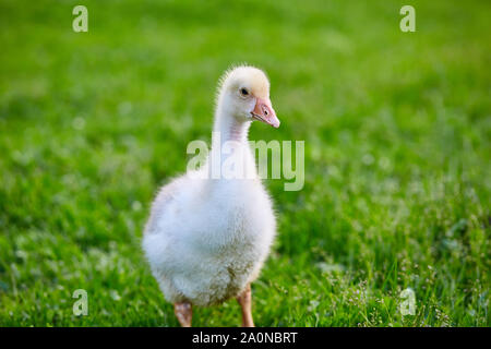 Gosling est sur l'herbe à la ferme Banque D'Images