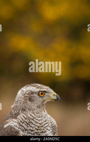 L'Autour des palombes, Accipiter gentilis, perché le long d'un bord forestiers Banque D'Images