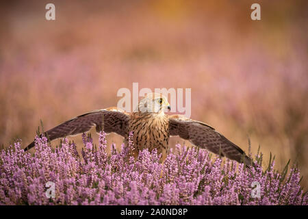 Faucon crécerelle ; femelle ; Falco tinnunculus, sur la lande d'automne Banque D'Images