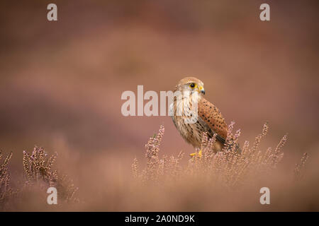 Faucon crécerelle ; femelle ; Falco tinnunculus, sur la lande d'automne Banque D'Images
