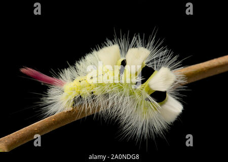 La chenille, larve, ou de la pâle Calliteara pudibunda, houppes, photographiés en studio sur un fond noir. Nord du Dorset Angleterre U Banque D'Images