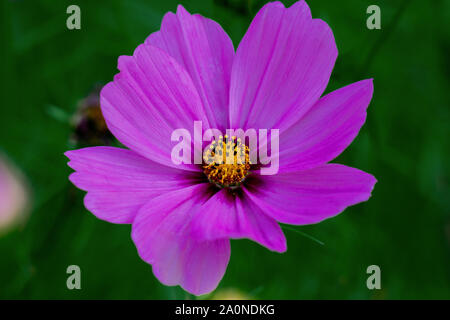 Macro rapprochée sur une tête de fleurs de mauve d'un mauve commune (Malva sylvestris) contre un arrière-plan flou vert foncé Banque D'Images