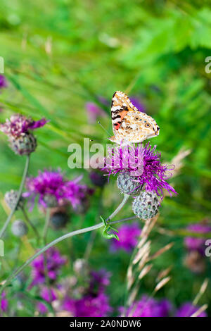 Papillon belle dame en butinant les fleurs de chardon pourpre libre vue latérale, belle Vanessa cardui orange sur l'herbe verte champ d'été brouillée Banque D'Images