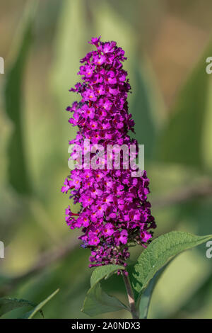 Close up d'un montage vertical purple butterfly bush (Buddleja davidii) ombelles de fleurs en plein soleil contre un arrière-plan flou vert Banque D'Images