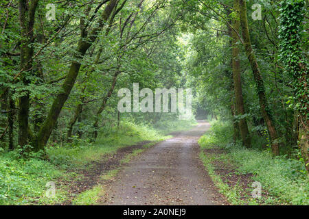 Le Taff Trail le vélo et la marche à travers rin chemin Woodland à Nantgarw près de Cardiff. Banque D'Images