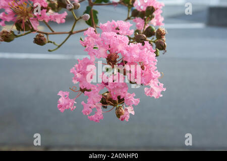 Fleurs roses sur un arbre à myrte de colza (Lagerstroemia) en croissance au Japon. Banque D'Images